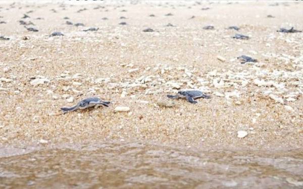 Anak penyu diepaskan ke habitat asal di Mak Kepit, Pulau Redang.