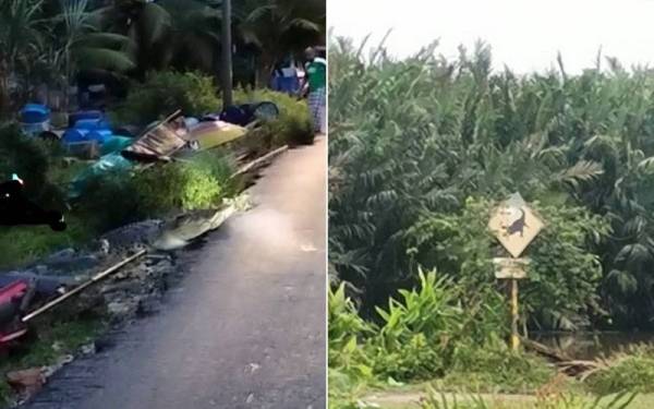 Buaya yang dikesan penduduk naik ke terusan berhampiran Kampung Nibong Hangus, Kuala Kurau pada Isnin. -Foto: Ihsan pembaca