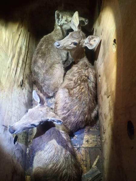 Rusa yang diletakkan di dalam tiga kotak kayu dalam kenderaan berkenaan.