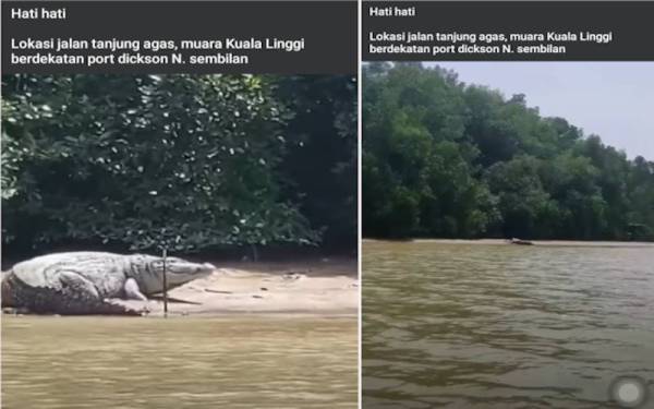 Video yang dimuat naik memaparkan buaya tembaga kelihatan bersidai di Sungai Linggi. (Kanan: Video buaya bersaiz besar di Sungai Linggi beberapa hari lalu adalah video lama empat tahun lalu.)