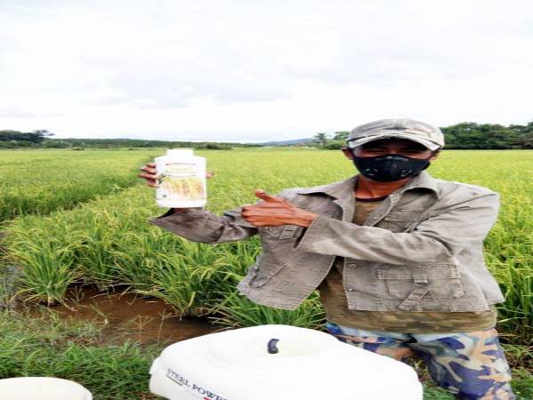 Antara pesawah yang menggunakan baja Rajin Sebendang keluaran Syarikat Grovasi Solutions untuk penanaman padi mereka pada musim ini.
