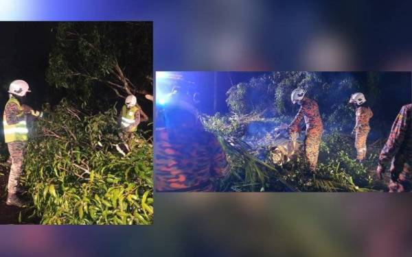 Anggota BBP Sitiawan menjalankan operasi memotong pokok untuk dialihkan ke kawasan selamat. - Foto ihsan Bomba Perak.