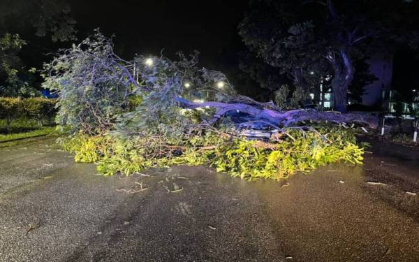 Kereta yang dihempap pokok tumbang di Jalan Pantai pada Rabu.