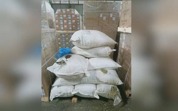 Bungkusan guni yang diperiksa mengandungi putik bunga asam belanda kering dan daun kering spesis moringa leaf cuba dibawa masuk tanpa mengemukakan permit import Maqis.
