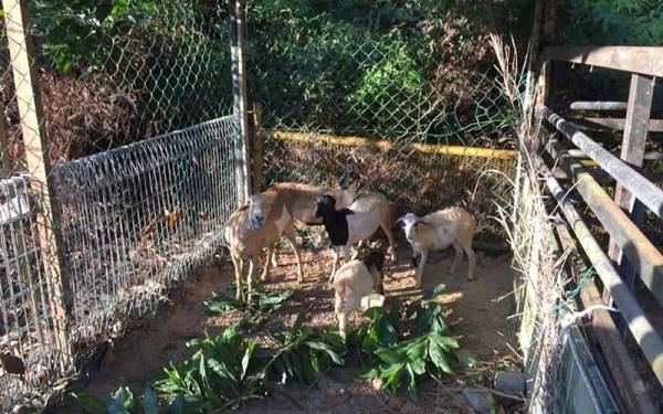 Kambing yang ditangkap telah diserahkan kepada pemilik ternakan berkenaan. - Foto ihsan MDKP
