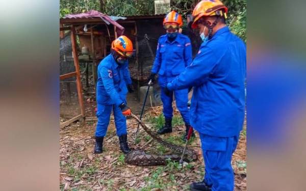 Anggota APM Lipis menangkap ular sawa batik seberat 20kg yang ditemui kekenyangan selepas menelan seekor ayam. - Foto ihsan APM