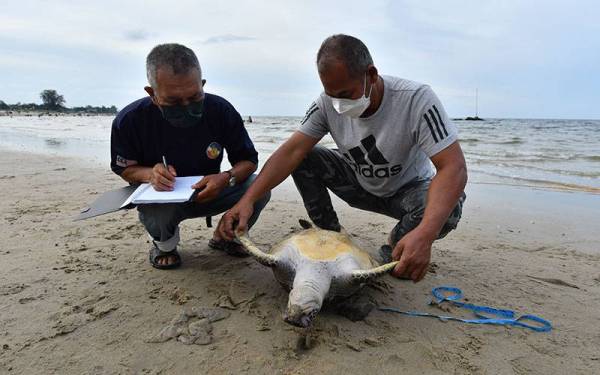 Kakitangan perikanan memeriksa bangkai penyu yang ditemui mati di Pantai Pandak.