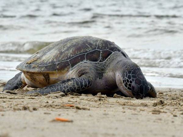 Seekor penyu agar betina seberat 15 kilogram ditemukan mati terdampar di pesisir pantai Pandak, Chendering petang semalam.