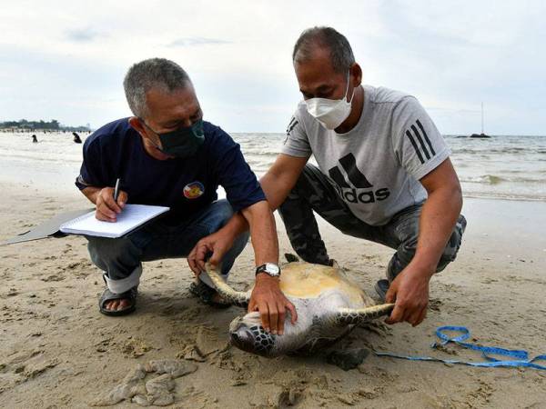 Penguatkuasa Jabatan Perikanan Negeri Terengganu Mohd Hanafi Kassim (kanan) dan Mohamed Long memeriksa penyu agar betina yang ditemukan mati terdampar di pesisir pantai Pandak, Chendering petang semalam.