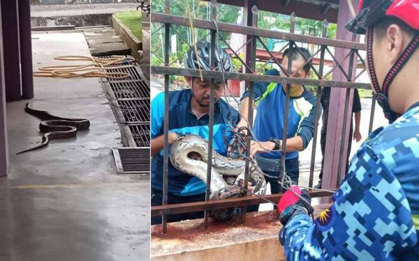 Ular sawa yang ditemui dalam kawasan Sekolah Kebangsaan (SK) Taman Seri Gombak 2 pada Sabtu.