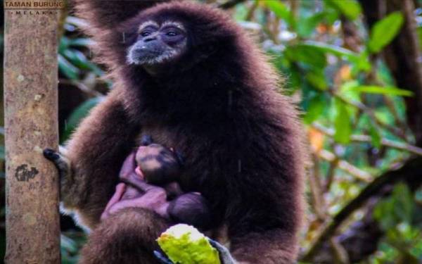 Ungka Tangan Putih lahirkan kembar di Zoo Melaka.