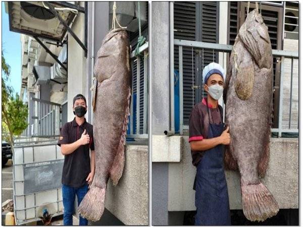 Ikan kerapu gergasi atau dikenali oleh penduduk tempatan sebagai “keratang” seberat 160 kilogram (kg) yang berjaya ditangkap di perairan Labuan. - Foto Bernama