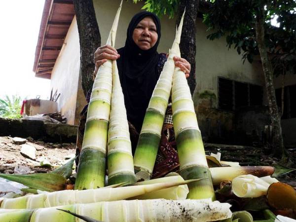 Masri Shaari, 65 menunjukkan rebung buluh lemang yang sudah dibuang kulit dan diambil bahagian dalamnya yang lembut untuk dijadikan ulam-ulaman atau dimasak lemak cili padi, kari udang dan pajeri di rumahnya di Kampung Paya Palas, di sini, hari ini.