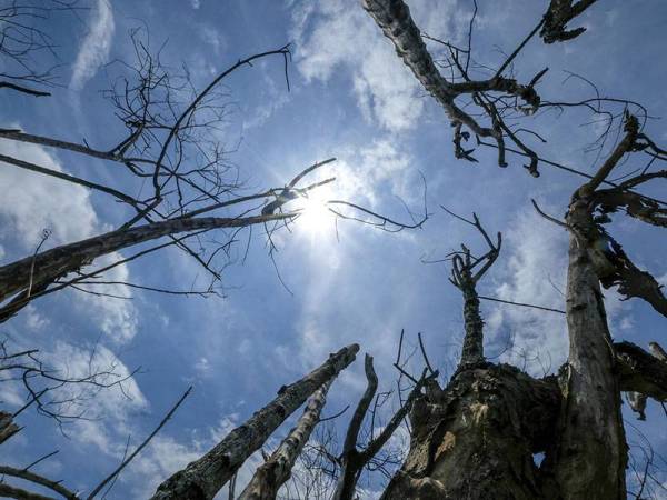 Rakaman ranting pokok mati dibawah sinaran panas cahaya matahari di Putrajaya hari ini dirakam bersempena sambutan 'World News Day' yang bertemakan 'Perubahan Iklim'.