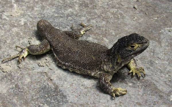 Spesies cicak baharu ditemui di kawasan Landskap Simpanan Cotahuasi Subbasin, Peru baru-baru ini. - Foto AFP