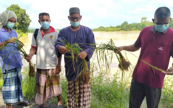 Petani melihat keadaan padi yang ditenggelami air dekat Kampung Guar Chempedak, Kuala Ketil, Kedah pada Khamis.