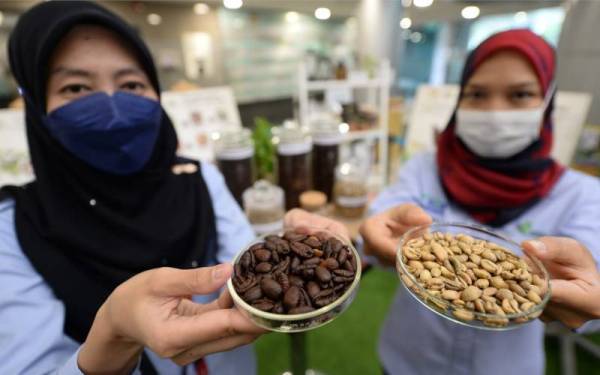 Kakitangan jabatan Pertanian menunjukkan jenis-jenis biji kopi ketika sambutan Hari Kopi Sedunia 2021 yang disempurnaknan secara maya oleh Ronald yang diadakan di Jabatan Pertanian Malaysia. - Foto Sinar Harian/ Rosli Talib
