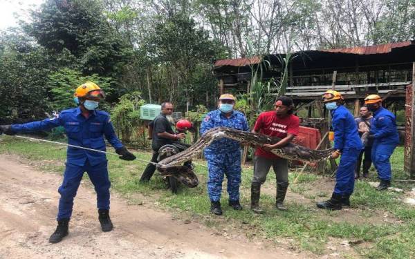 Operasi tangkapan ular sawa yang dijalankan APM Muallim di sebuah kandang di Jalan Besar, Behrang Stesen pada Jumaat.