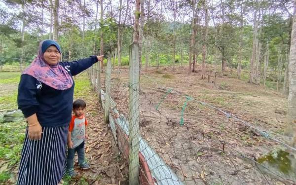 Dua ekor harimau kumbang itu berada kira-kira 100 meter dari rumah.