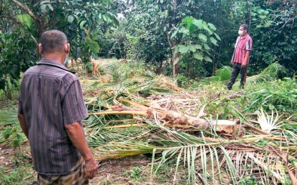 Penduduk Kampung Sungai Bayu Baru melihat pokok kelapa yang diserang tiga ekor gajah liar dalam kejadian terbaru awal pagi semalam di Sungai Bayu Baru hari ini. Foto Bernama