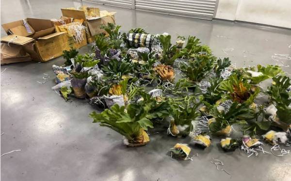 Antara pokok tanduk rusa yang berjaya dirampas oleh Maqis Kedah di ICQS Bukit Kayu Hitam pada Isnin.