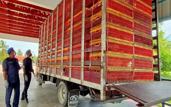 Mohd Razlin (kiri) memeriksa lori membawa ayam hidup seludup yang ditahan di Kampung Jubakar, Tumpat pada Rabu.