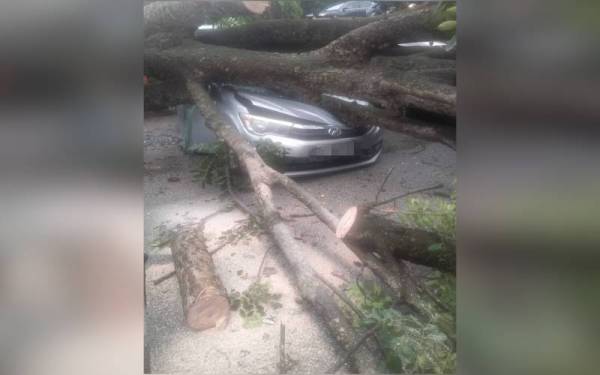Perodua Bezza remuk di bahagian depan selepas ditimpa pokok.
