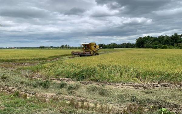 Walaupun buntu untuk dipasarkan, namun penanaman padi wangi diteruskan dua kali setiap tahun.