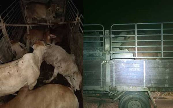 Lembu brahman yang dirampas pada Sabtu dipercayai di seludup dari negara jiran.