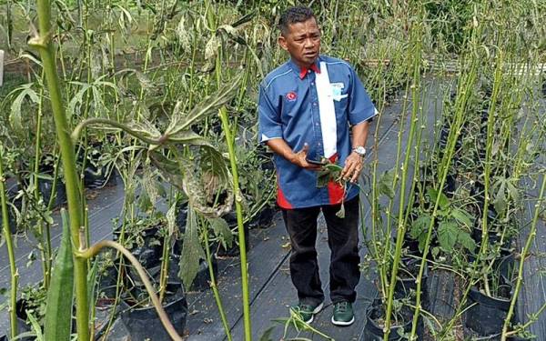 Jamalludin menunjukkan tamanan bendi yang ditanam secara fertigasi merupakan antara produk pelancongan baharu di Kampung Sri Gunung Pulai, Kulai.