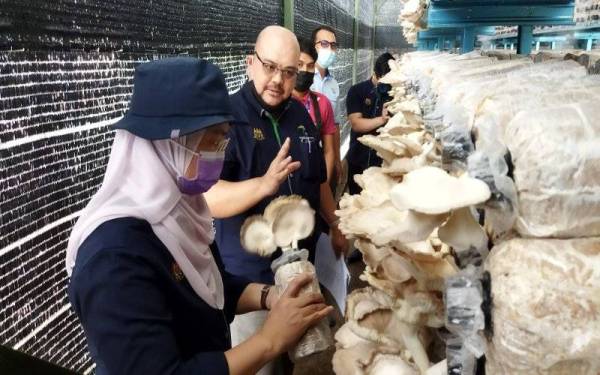Azulita meninjau projek tanaman cendawan tiram yang diusahakan PPK Pekan sempena perasmian projek tersebut di Pekan pada Selasa.