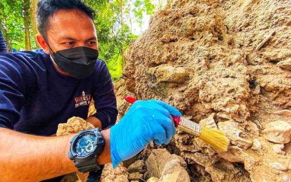 Salah seorang kakitangan JWN menunjukkan fosil tengkorak manusia purba yang ditemui di Bukit Keteri.