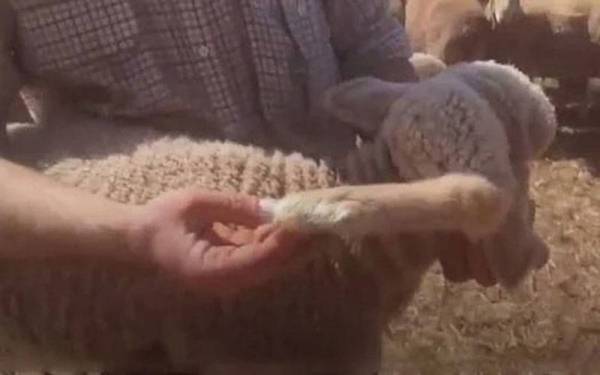 Kaki kelima seekor biri-biri tumbuh di belakang kepala haiwan itu dan dipelihara oleh Sam Kuerschner di ladang ternakannya di Australia Selatan baru-baru ini. - Foto ABC