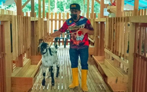 Mohd Azwan menunjukkan salah seekor kambing jenis Red Boer Amerika yang dibelanya.