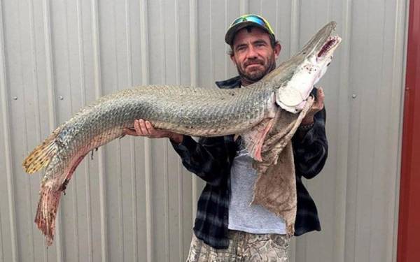 Berat ikan berkepala buaya yang berjaya ditangkap oleh Smith dengan pancingnya itu ialah 17.92 kilogram (kg) manakala panjang haiwan tersebut ialah 1.37 meter. - Foto KDWP