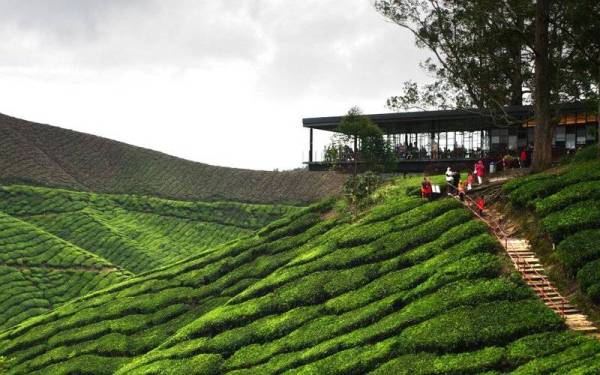 Cameron Highlands. - Foto 123rf