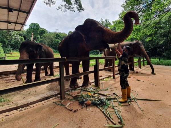 Jualan tiket masuk ke Zoo Melaka mencatatkan kutipan lebih RM800,000 dengan kira-kira 10,000 pengunjung dalam tempoh 16 hari selepas ikon pelancongan negeri itu kembali beroperasi bermula 1 Oktober lepas. - Foto fail Bernama