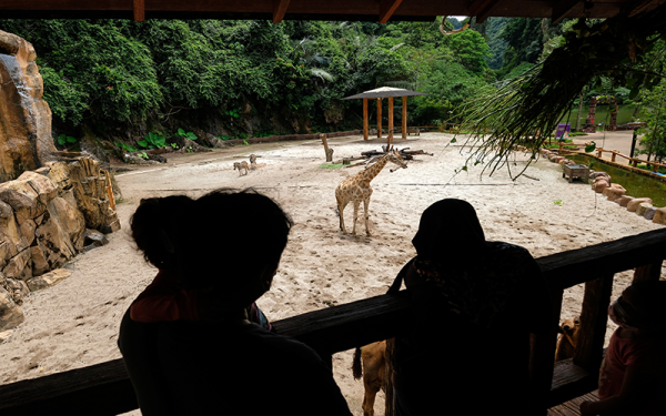 Pengunjung taman tema Lost World of Tambun melihat gelagat zirafah pada hari pertama pembukaan taman tema kepada orang awam setelah operasi terhenti beberapa bulan ketika tinjauan Bernama di taman tema tersebut hari ini. - Foto Bernama.