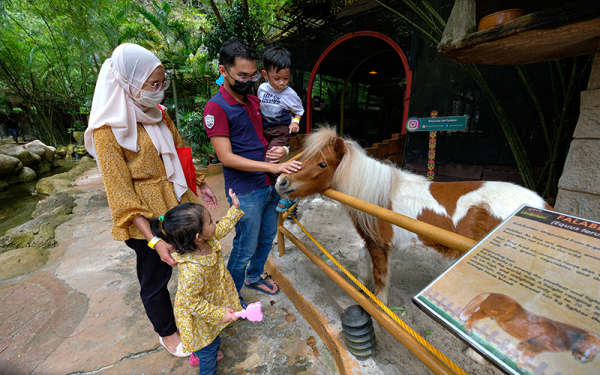 Pengunjung taman tema Lost World of Tambun Hazman Mustafa bersama keluarganya mengusap kuda padi pada hari pertama pembukaan taman tema kepada orang awam setelah operasi terhenti beberapa bulan ketika tinjauan Bernama di taman tema tersebut hari ini. - Foto Bernama.