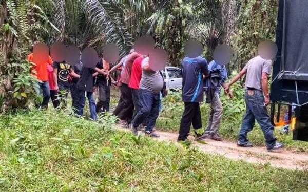 Kesemua suspek berusia 27 hingga 62 tahun diberkas dalam serbuan di sebuah ladang kelapa sawit di Felda Mempaga, Bentong