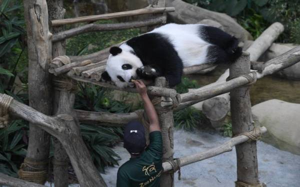 Kelihatan tarikan utama Zoo Negara iaitu panda menikmati makanan.
