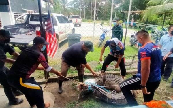 Buaya tembaga 300kg ditemui di pantai resort Felda Sahabat