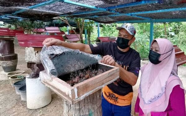 Suhaimi ( kiri) menunjukkan salah satu sarang kelulut yang diusahakannya.