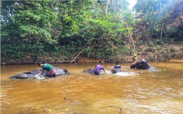 Aktiviti memandikan gajah antara tumpuan pengunjung di PKGK Kuala Gandah, Lanchang.