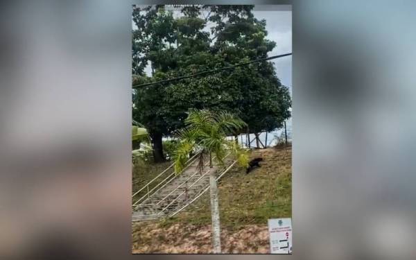 Tangkap layar dari video yang tular memaparkan gelagat beruang betina yang berjaya dirakam oleh orang awam.