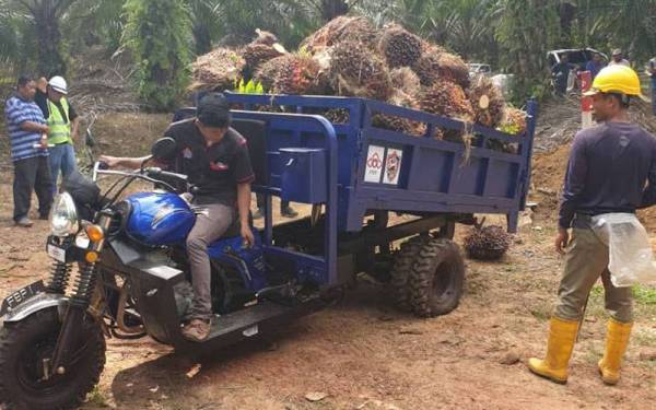 Seramai 198 operator penuaian dan 78 penoreh di estet telah ditempatkan di bawah Projek Felcra.