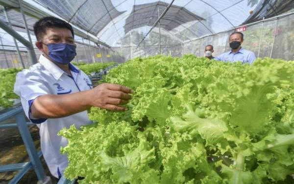 Pengurus Besar Pertubuhan Peladang Kawasan (PPK) Pengkalan Chepa, Zainisham Idris menunjukkan sebahagian salad yang ditanam melalui kaedah hidroponik ketika ditemui Bernama di PPK Pengkalan Chepa.
Turut sama Pengarah Lembaga Pertubuhan Peladang (LPP) Kelantan Mohd Hanifa Awang Su (kanan).

