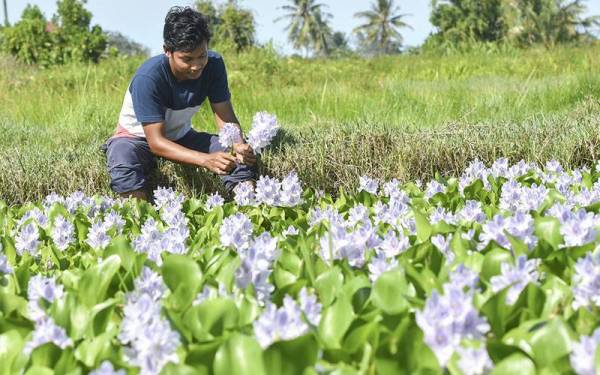 Sidek Ali Hassin, 34, menunjukkan bunga keladi bunting yang kini mula mengeluarkan bunga berwarna ungu ketika tinjauan di Kampung Kok Bedollah hari ini.