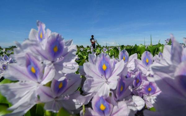 Panorama keindahan bunga keladi bunting menjadi landskap di tali air yang kini mula mengeluarkan bunga berwarna ungu ketika tinjauan di Kampung Kok Bedollah hari ini.
