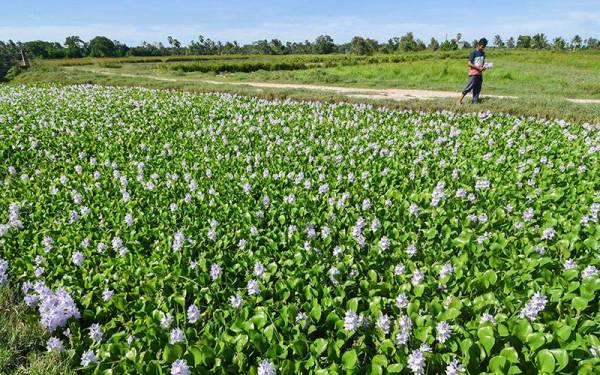 Panorama keindahan bunga keladi bunting menjadi landskap di tali air yang kini mula mengeluarkan bunga berwarna ungu ketika tinjauan di Kampung Kok Bedollah hari ini.